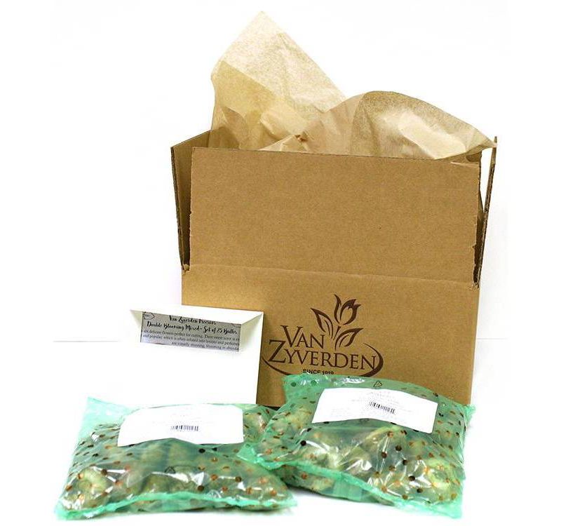 50ct Wind Flowers Anemone Blanda Mixed Bulbs - Van Zyverden