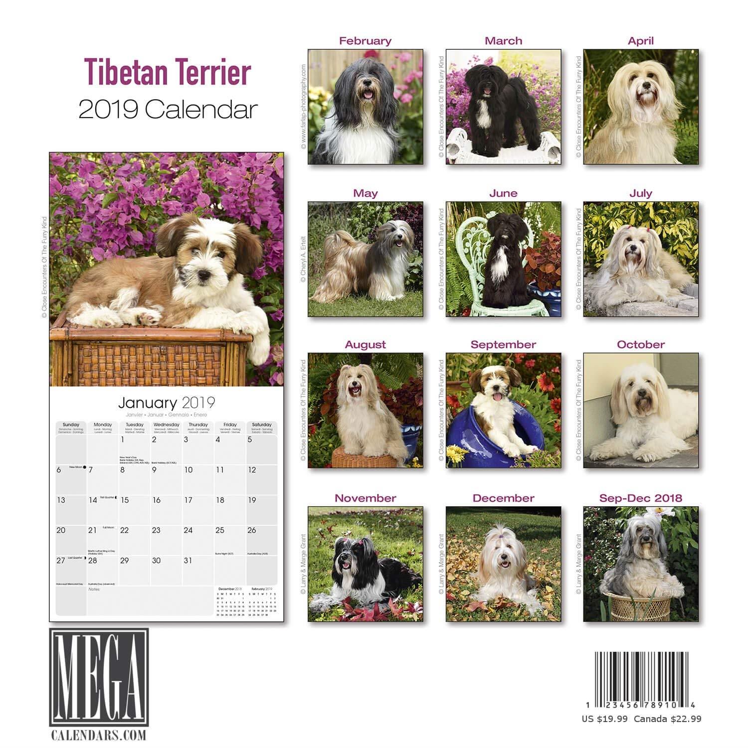 Tibetan Terrier Calendar 2019 - Dog Breed Calendar - Wall Calendar 2018-2019