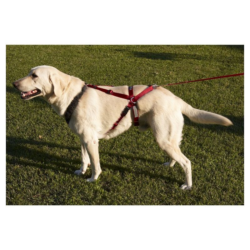 Safety Light Auto Dog Collar