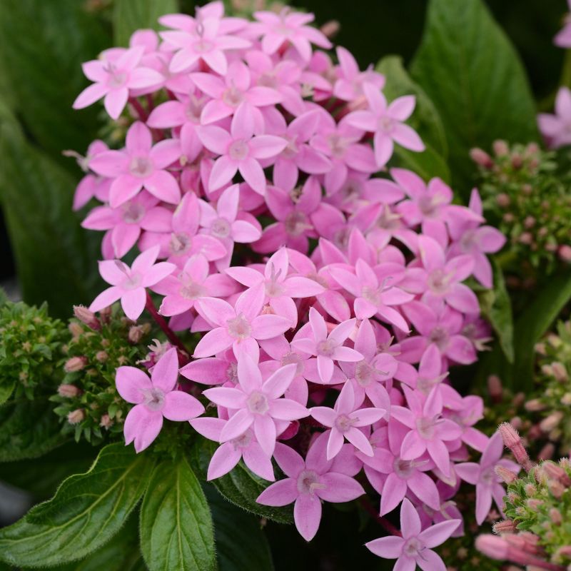 Burpee 3pc Lucky Star Pentas Collection - National Plant Network
