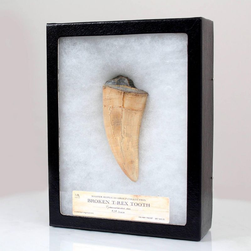 Master Replicas T-Rex Broken Tooth Resin Fossil Replica