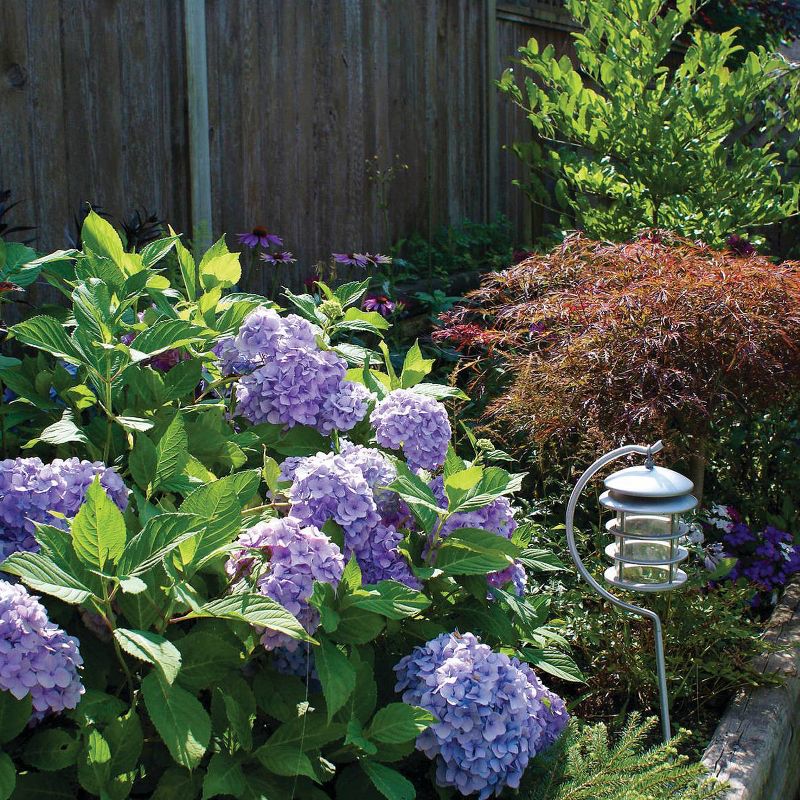 Van Zyverden Set of 3 Hydrangea Nikko Potted Rocketliners Blue