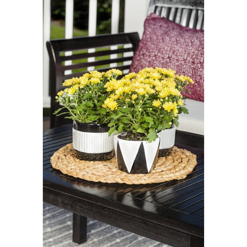 Master Paint Brush 2"