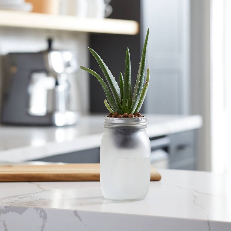 Back to the Roots Hydroponic Succulent & Cactus Grow Kit