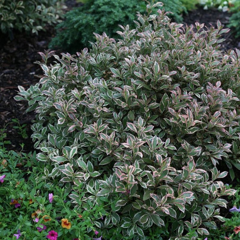 Bluberry 'Tift' 1pc - National Plant Network U.S.D.A Hardiness Zone 7-9 - 2.5 Quart