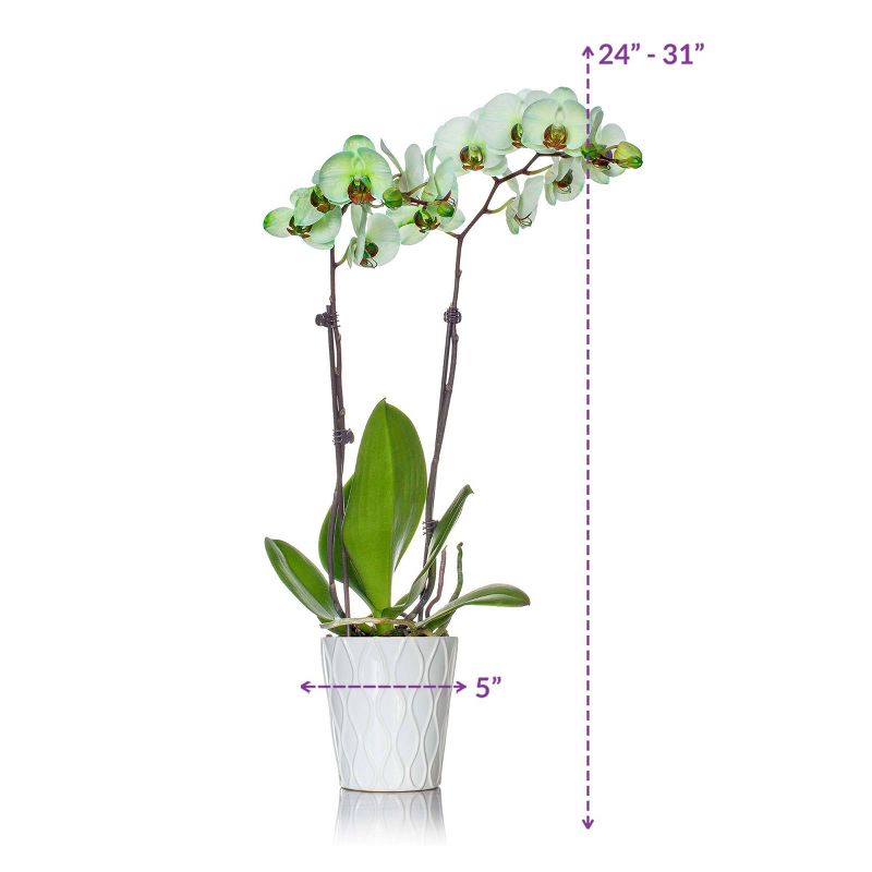 Just Add Ice 5" Green Watercolor Orchid in Ceramic