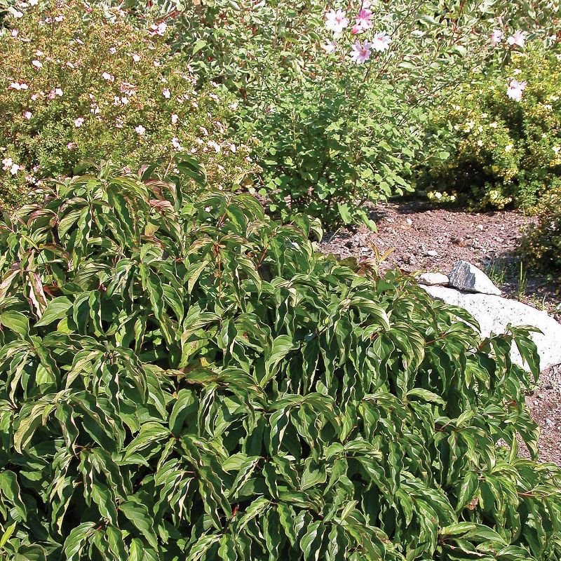 Van Zyverden Set of 3 Cornus Kelseys Dwarf Potted Rocketliners Plants