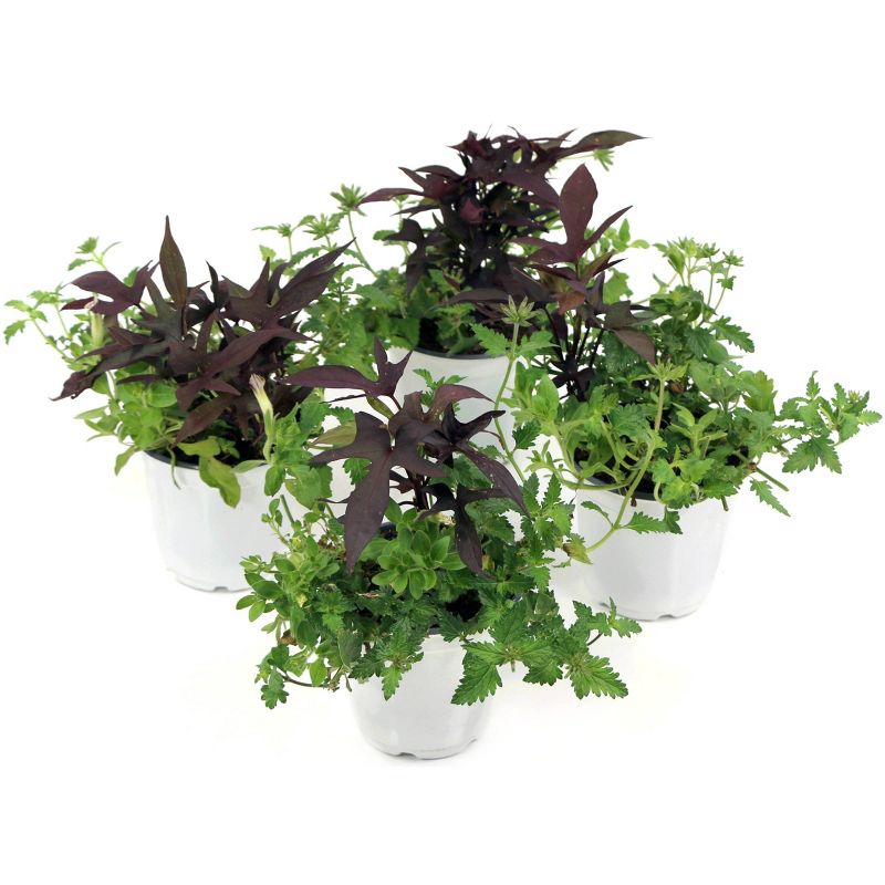 4pc Beautiful Contrast Combo - National Plant Network