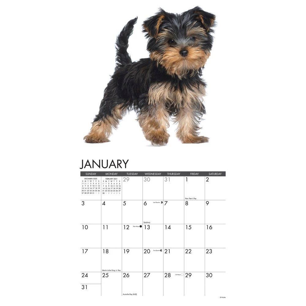 Willow Creek Press,  Just Yorkie Puppies Wall Calendar 2021