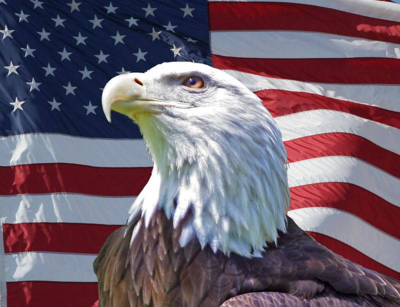 July 4th Greeting Cards - Patriotic Eagle - PE100. Greeting Cards with an Image of a Bald Eagle in Front of the American Flag. Box Set has 25 Greeting Cards and 26 Red Colored Envelopes.