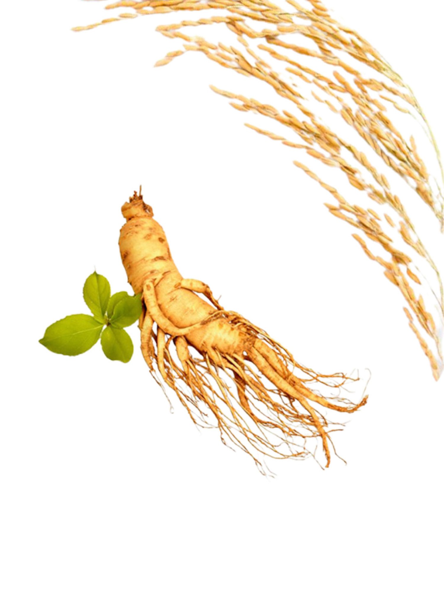 Beauty of Joseon Dynasty Cream - 50 ml