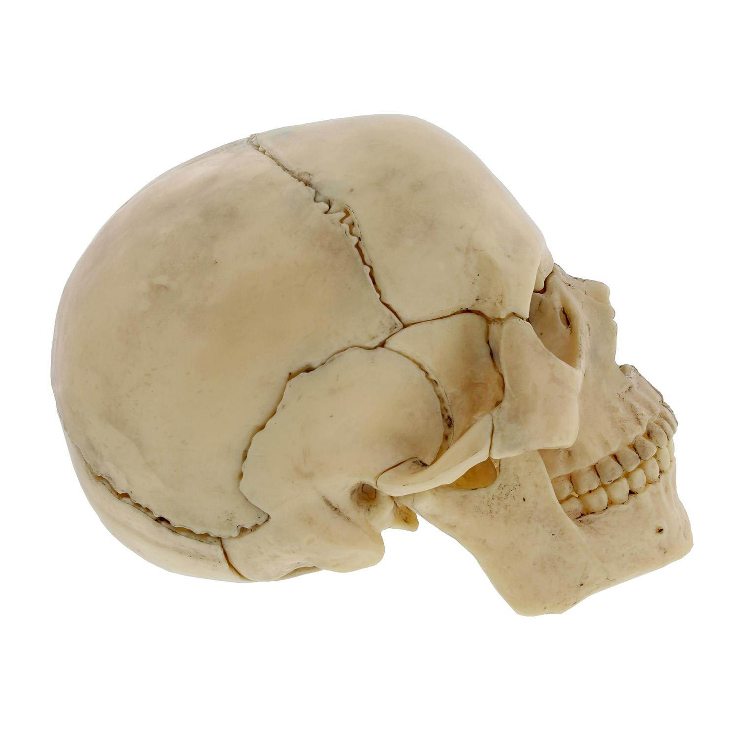 Terrific Trimmers Bright Border, 2 1/4" X 39" Panels, Star Brights, 12