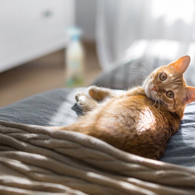 Earth Rated Pet Stain & Odor Remover for Dogs and Cats- Unscented - 32oz