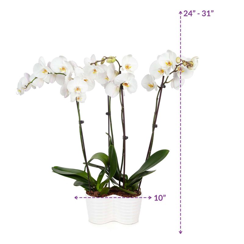 Just Add Ice 10" White Orchid Duo in Ceramic