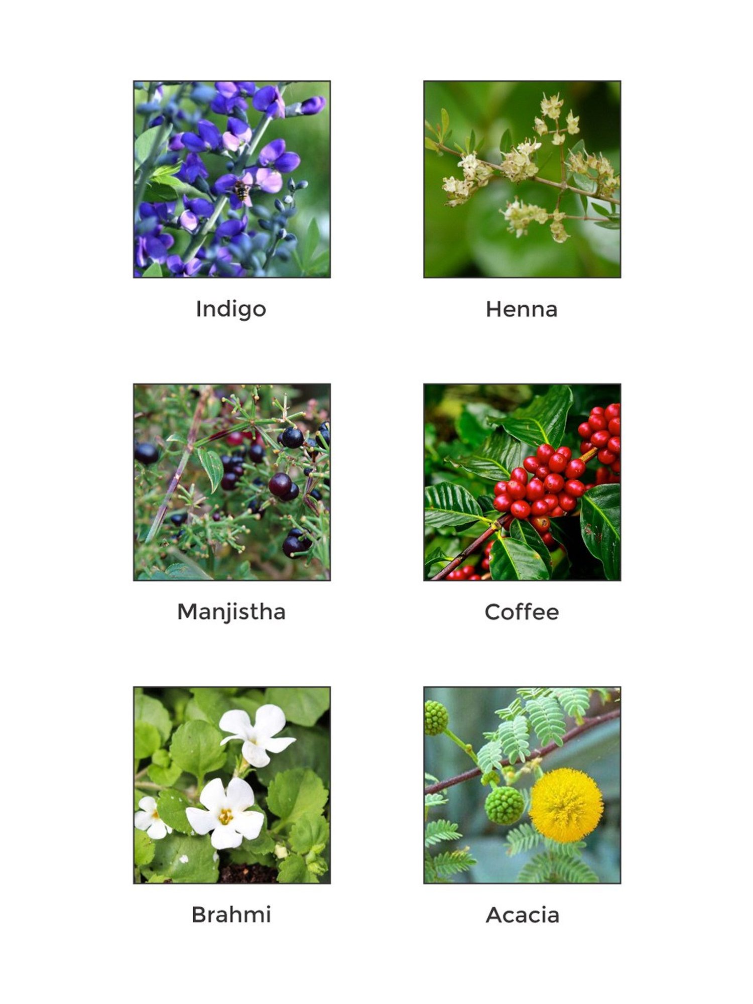 Vegetal Beard Safe Color Dark Brown - 25 gm