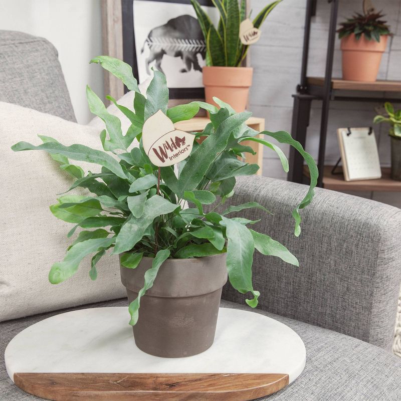 Wild Interiors 5" Exotic Foliage in Terra Cotta