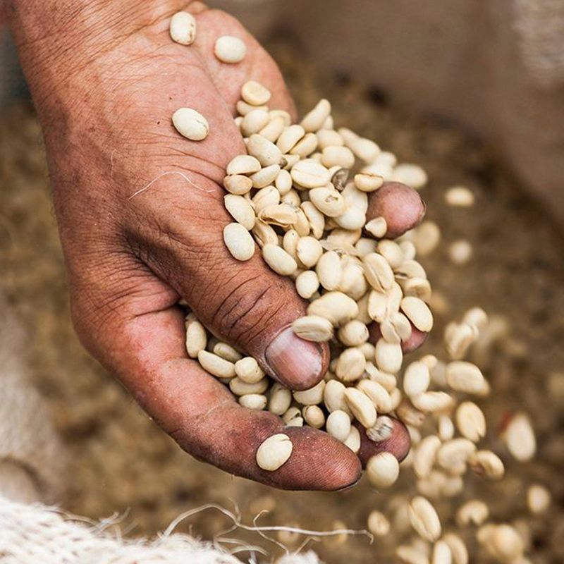 Nescafé Taster's Choice House Blend Light Roast Instant Coffee - Decaf - 7oz