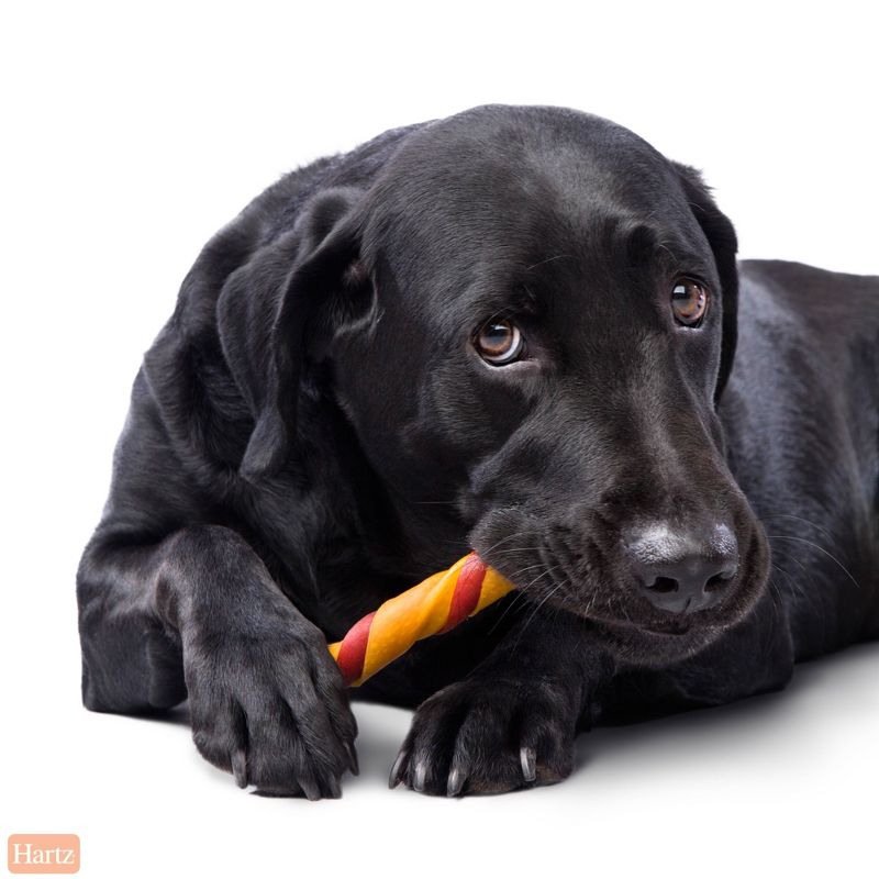 Hartz Oinkies Bacon Wrapped Pig Skin Twist Jerky Chews Dog Treats - 8ct