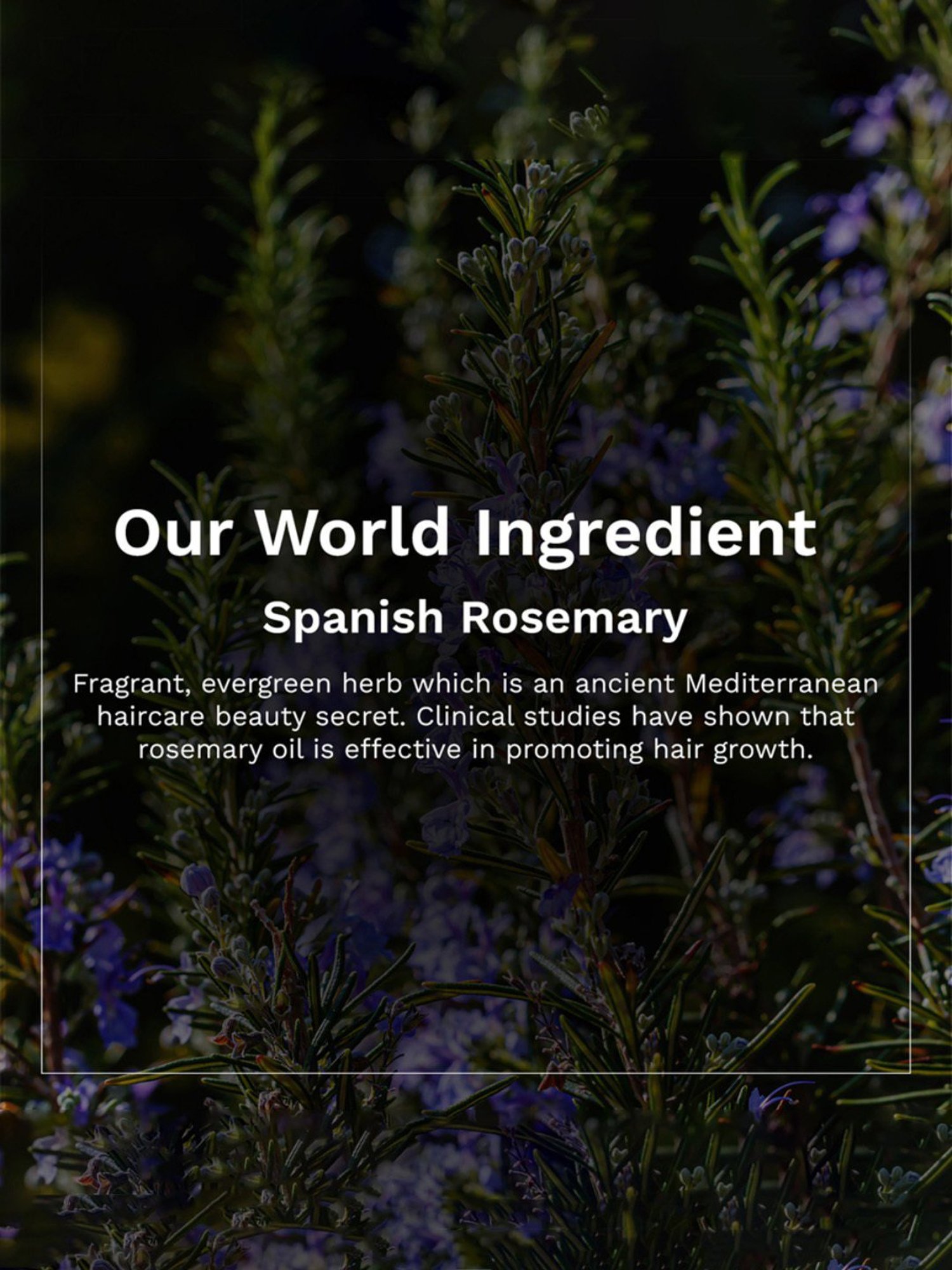 PILGRIM Spanish Rosemary Essential Oil - 10 ml