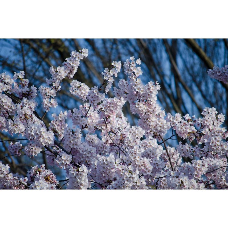 2pk Japanese Flowering Cherry Blossom Seed Grow Kit -The Jonsteen Company