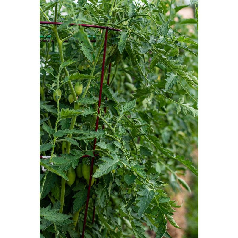 60" 5pk Gemz Heavy Duty Plant Support Ruby Red - Glamos