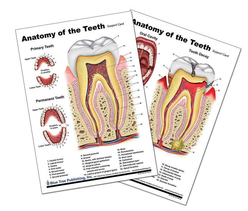 Dental (Tooth Card)