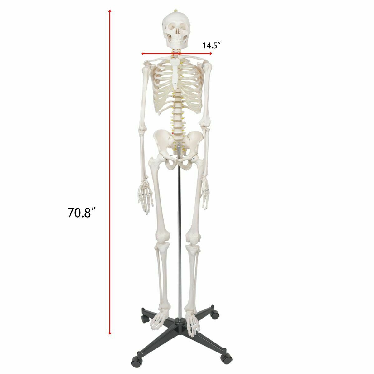 70'' Scientific Human Skeleton Model Anatomical Skeleton with Rolling Stand