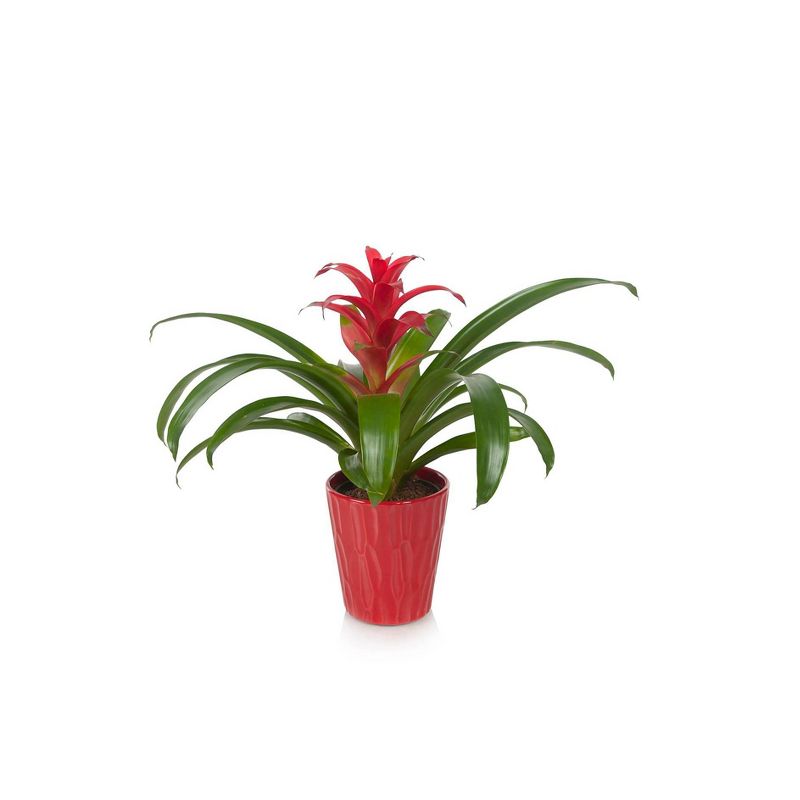 Just Add Ice 5" Red Bromeliad in Ceramic