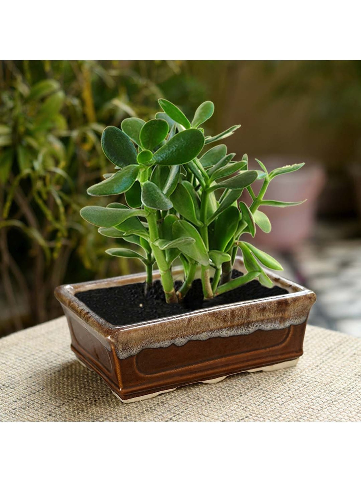 Unravel India Brown Ceramic Bonsai Planter - Set of 2