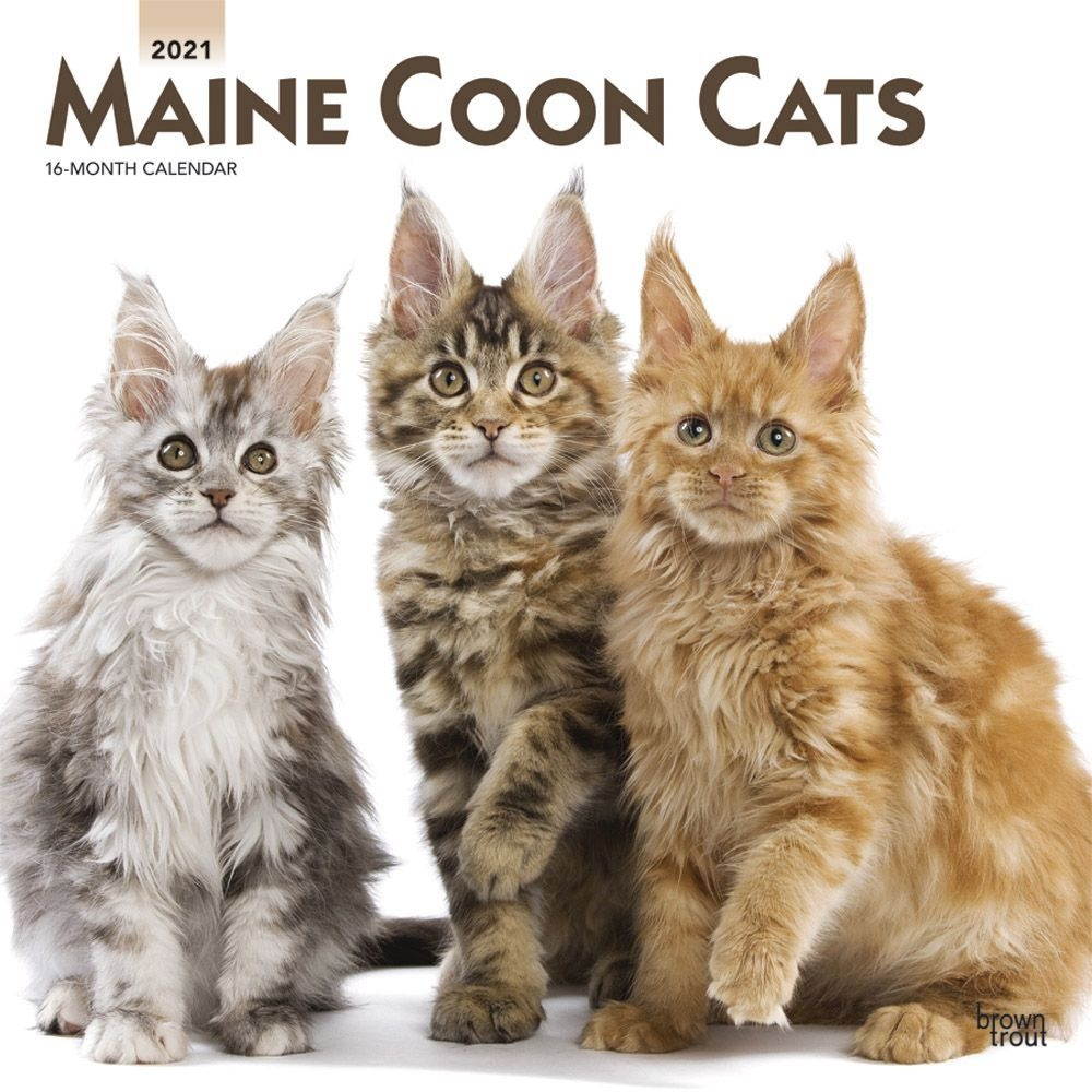 BrownTrout, 2021 Cats Maine Coon Wall Calendar