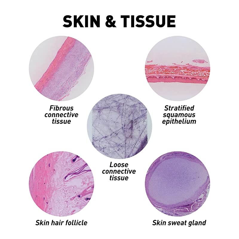 Mega Biology Set Professional Grade Specimens 25 Prepared Microscope Slides Detailed Learning Guide and Storage Box