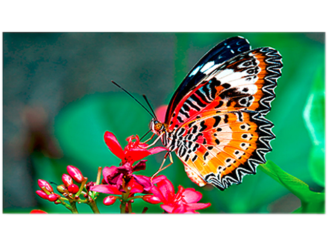 NEC UN551S 55" Full HD S-IPS Video Wall Display with Ultra-Narrow Bezel