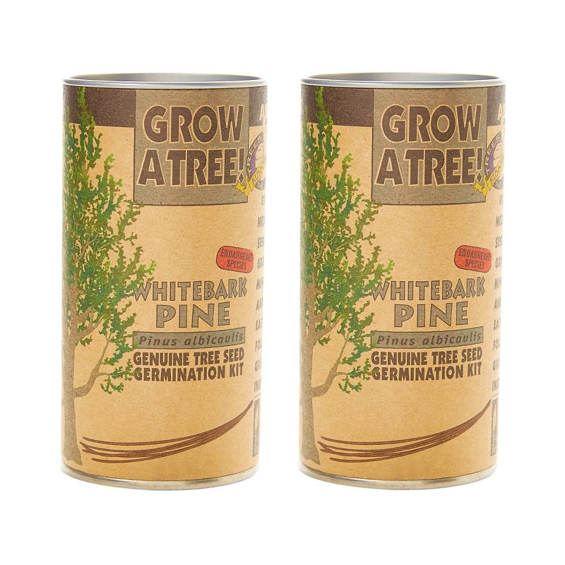 2pk Whitebark Pine Tree Seed Grow Kit - The Jonsteen Company