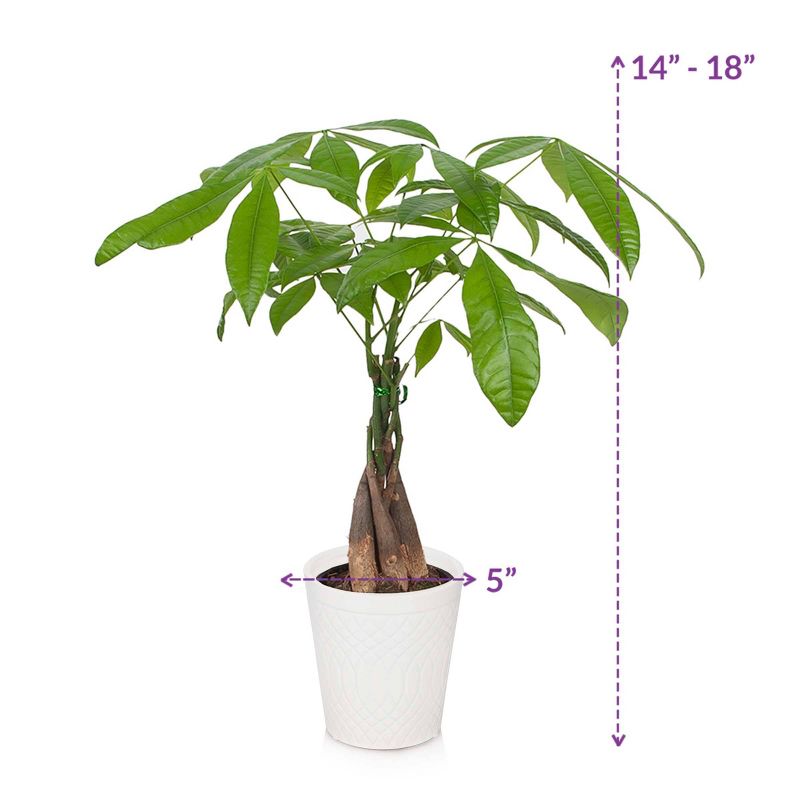 Just Add Ice 5" Money Tree in Ceramic