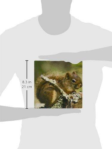 3dRose LLC 8 x 8 x 0.25 Inches Mouse Pad, Red Squirrel, Raymond Klass (mp_91442_1)
