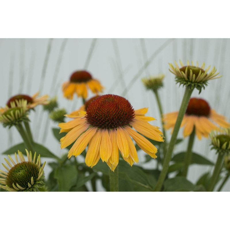 3pc Echinacea Apricot Rainbow Marcella - National Plant Network