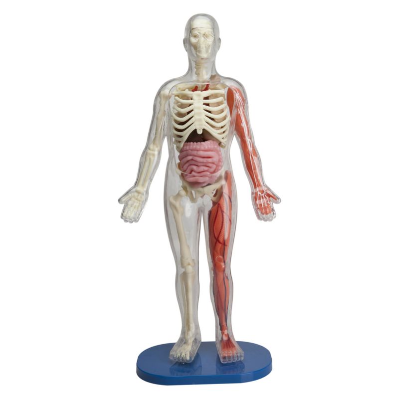 Squishy Human Body Anatomy Kit