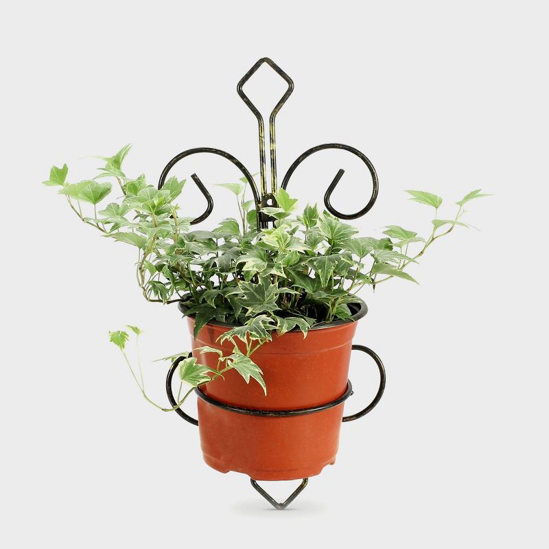 Iron Single Pot Novelty Wall Planter With Distressed Detail Black/Gold - Ore International