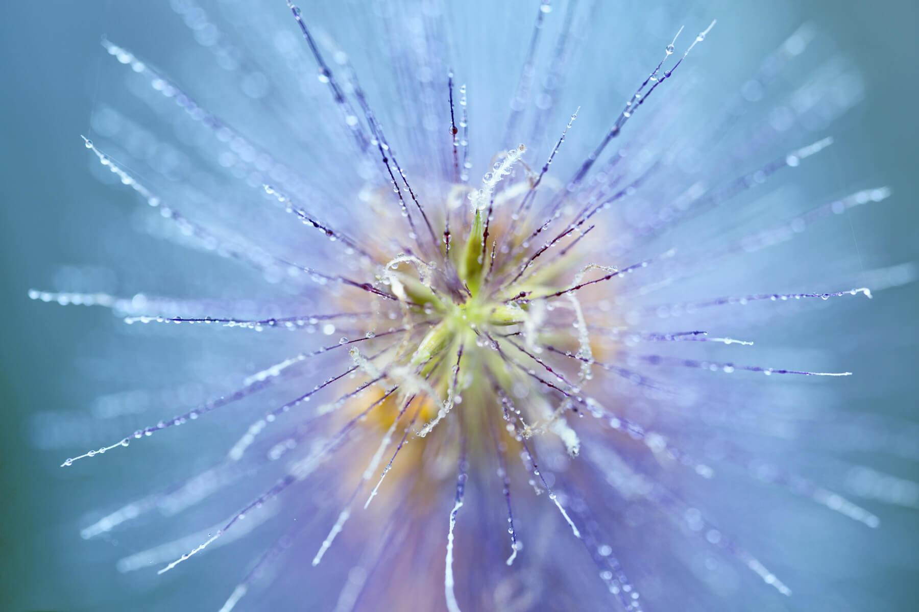 Tamron SP 90mm f/2.8 Di VC USD 1:1 AF Macro Lens for Canon EOS #AFF017C-700