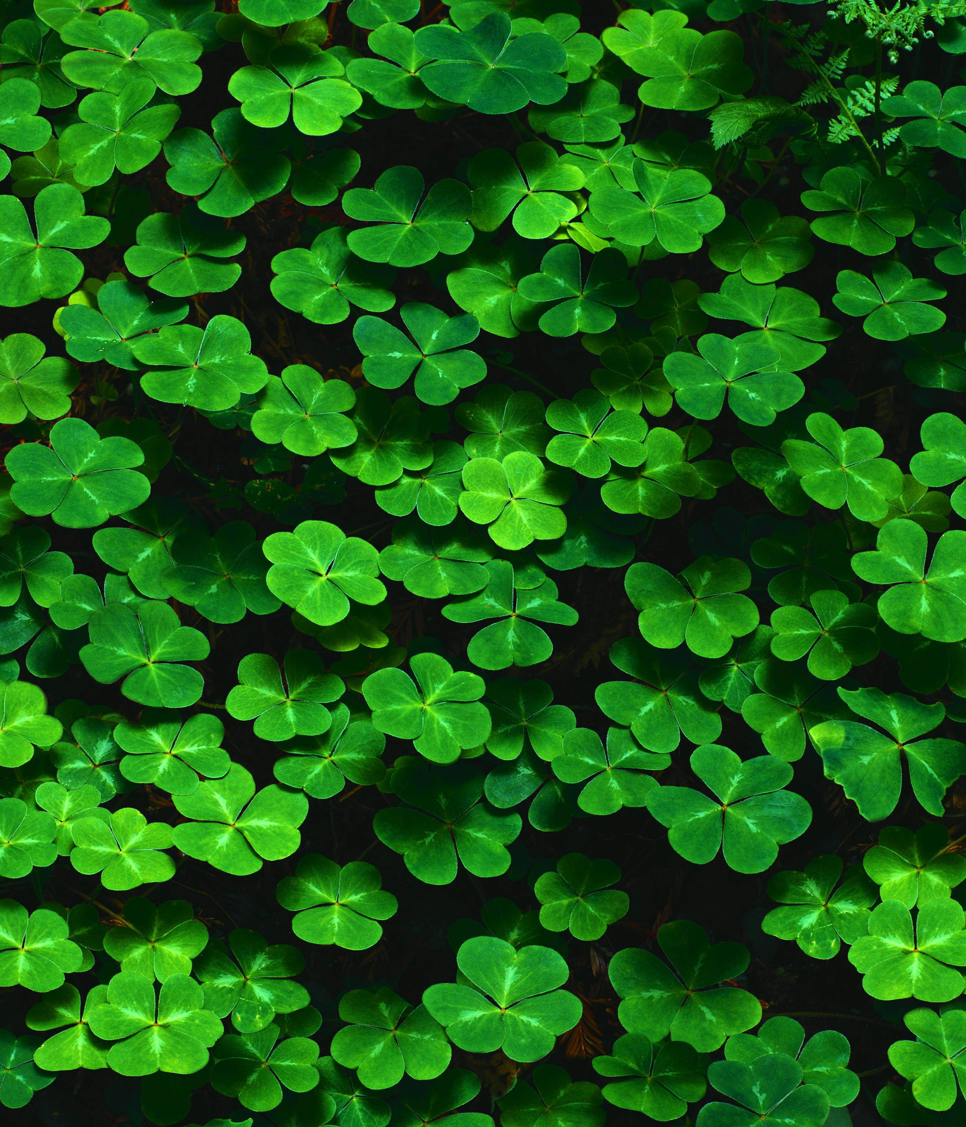St. Patrick's Day Greeting Cards - Lots of Luck - LOL100. Business Greeting Card with an Image Featuring a Field of Clovers. Box Set Has 25 Greeting Cards and 26 Green Colored Envelopes.