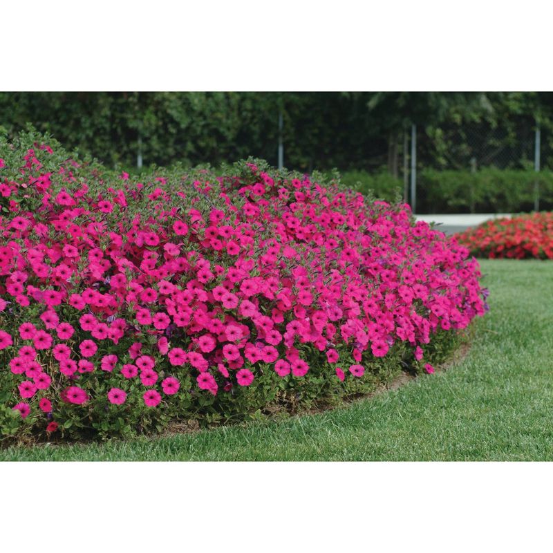 3pc Tidal Wave Petunia 'Purple' - National Plant Network