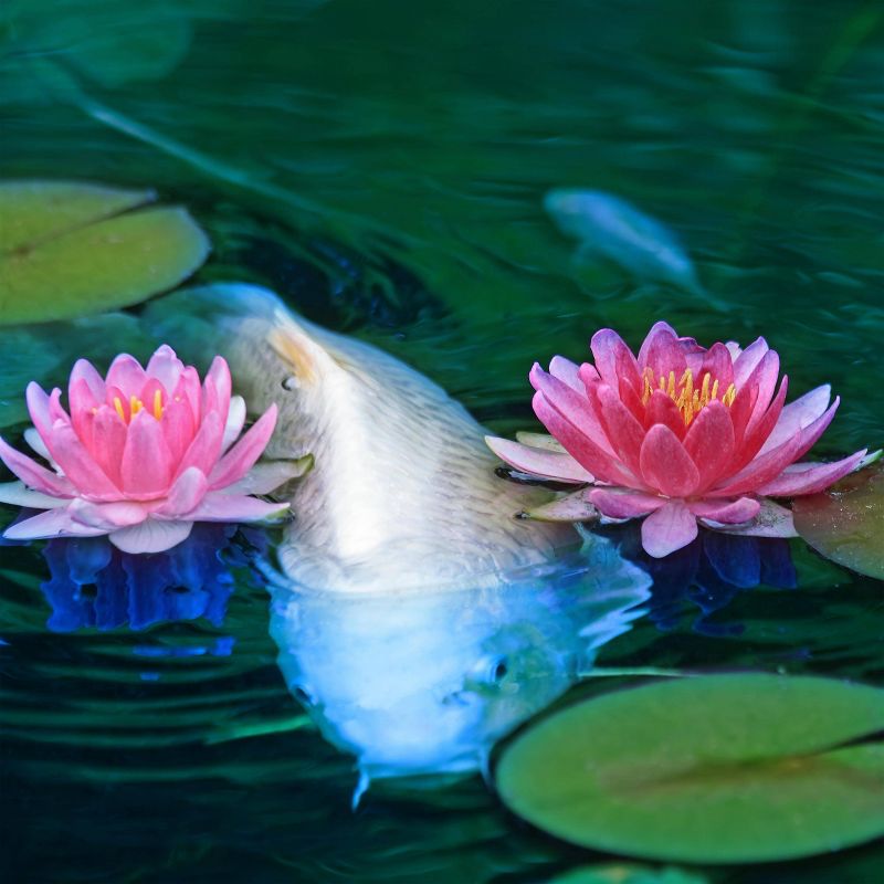 6.31" Pond Boss Pond Blue - 8oz