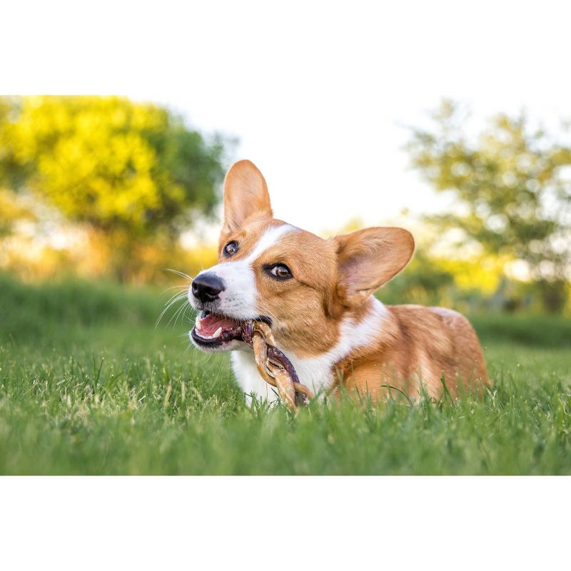 Nature Gnaws Braided Bully Sticks 5-6" Beef Dog Treats- 10ct