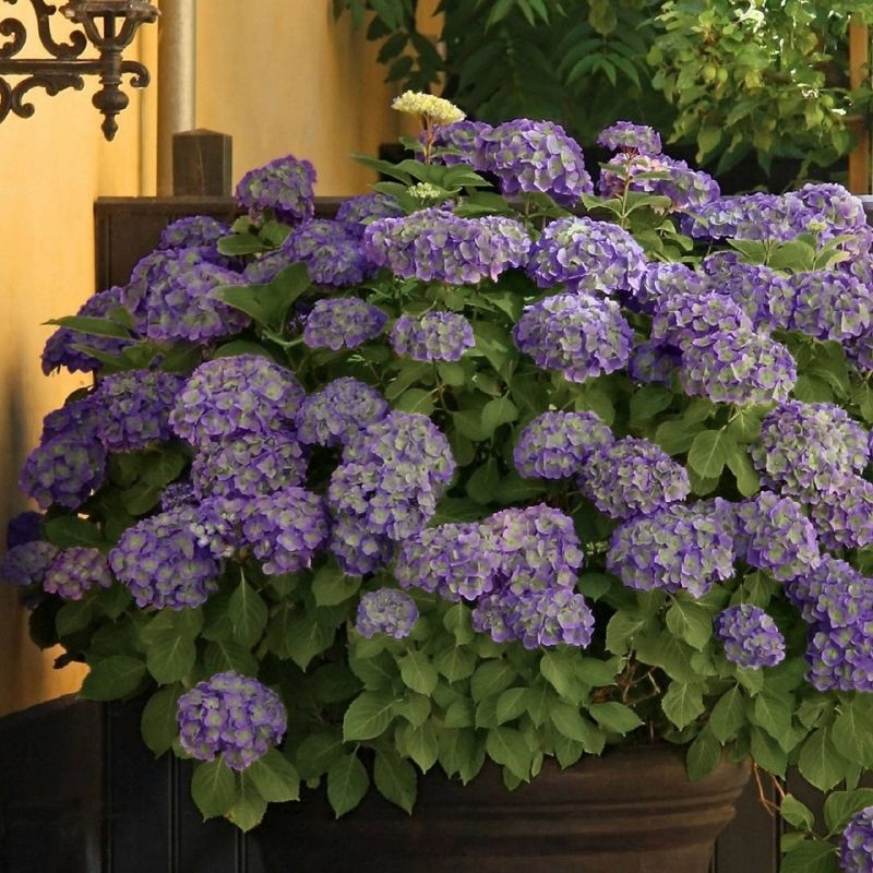 2.5qt Violet Crown Hydrangea with Purple Blooms - National Plant Network