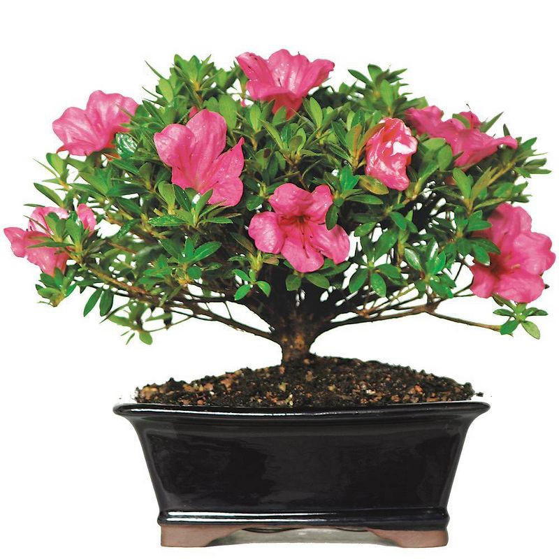 Medium Satsuki Azalea Outdoor Live Plant - Brussel's Bonsai