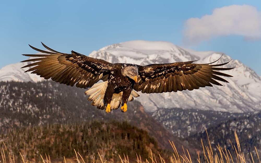 Sigma 18-250mm F3.5-6.3 DC Macro OS HSM for Nikon F Cameras