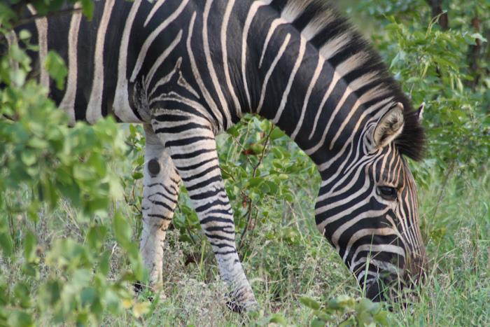 Olympus OM-D E-M1 Mark II Manual Focus High Power 1000mm Lens