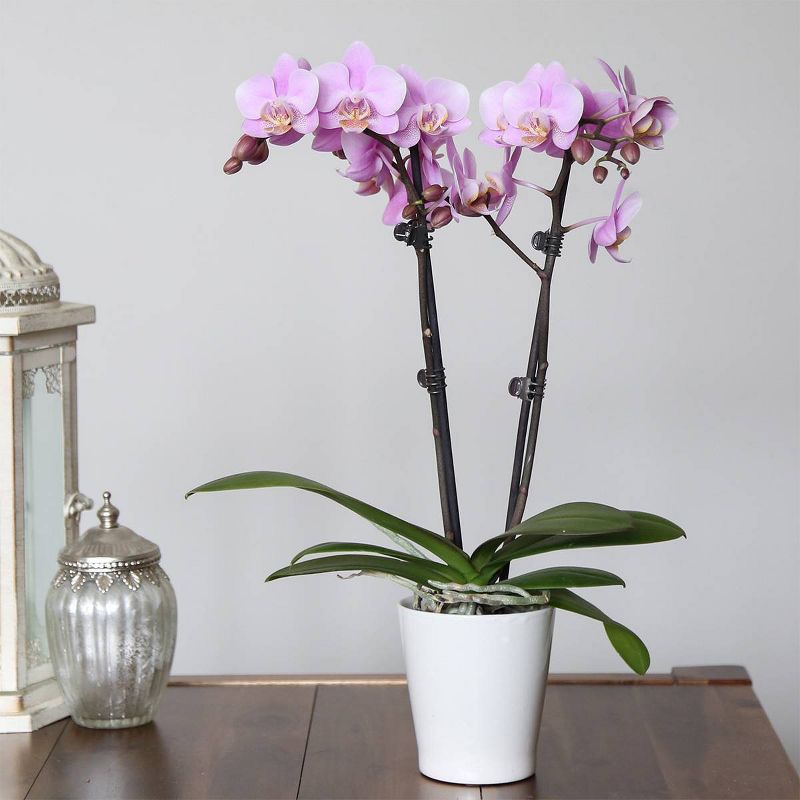 Just Add Ice 3" Pink Orchid in Ceramic