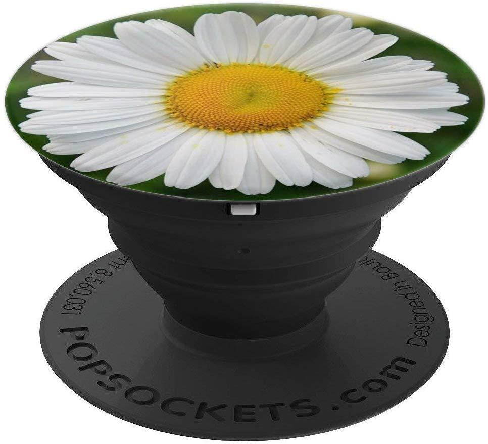 DAISY BLOSSOM Flower Plant