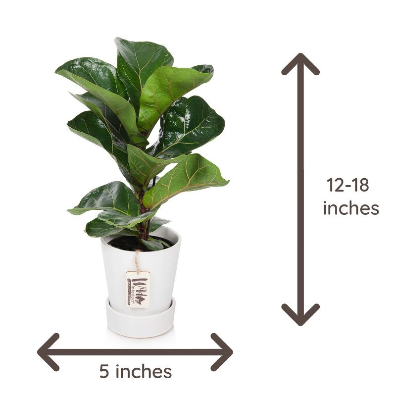 Wild Interiors 5" Fiddle Leaf Fig Signature Foliage in Ceramic